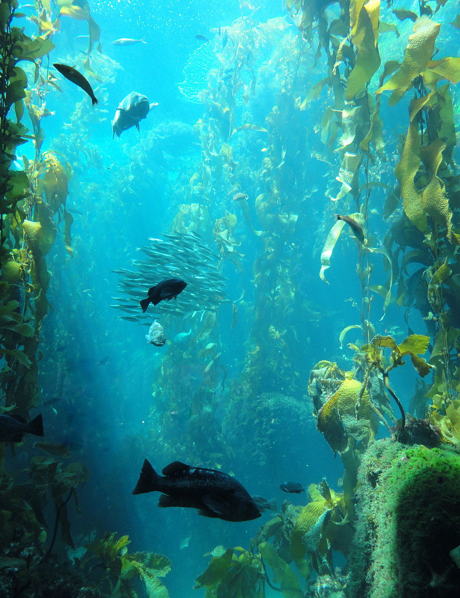 Monterey Bay Aquarium (credit Daderot)