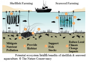 TNC seaweed aquaculture benefits