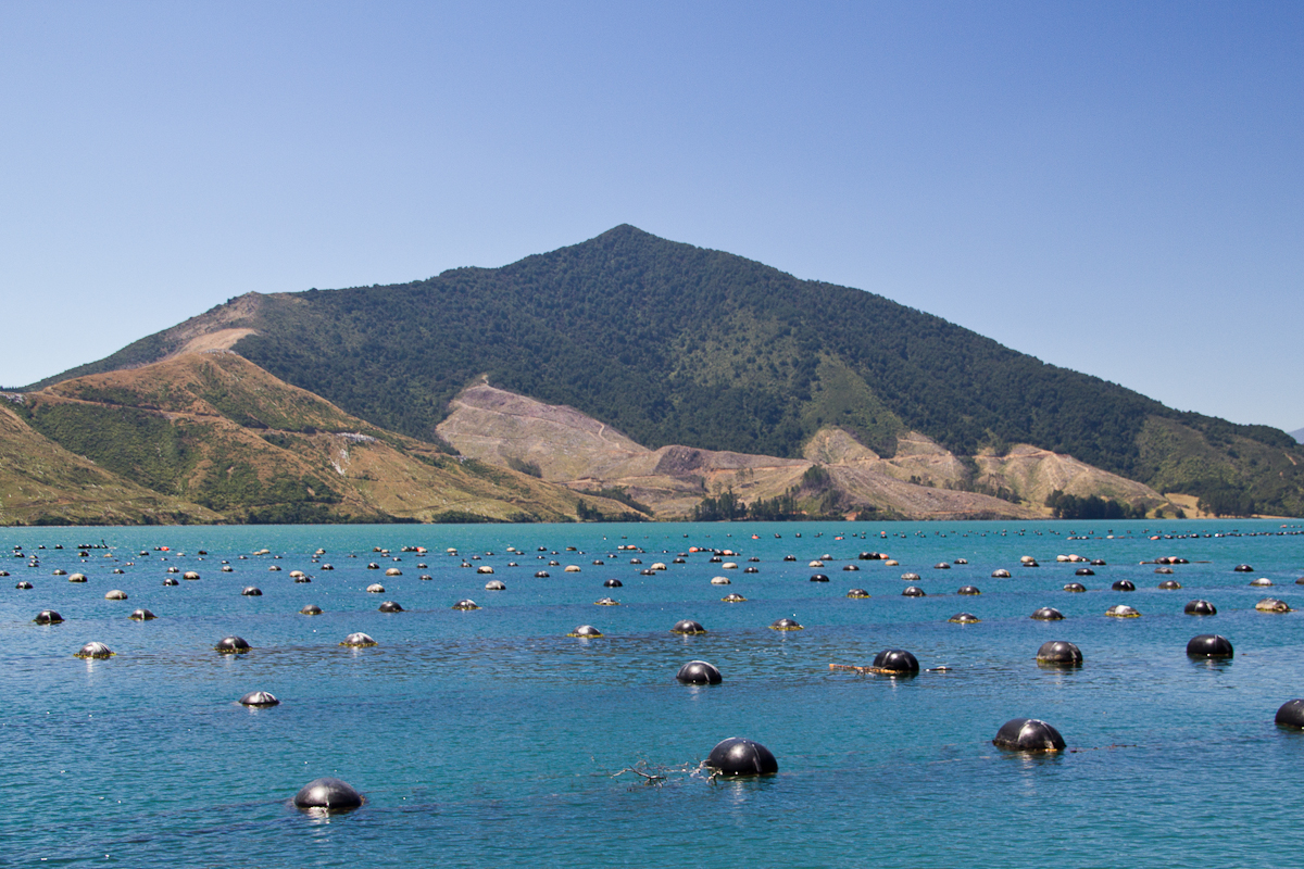 Mussel farm. QFSE Media Wikimedia Commons