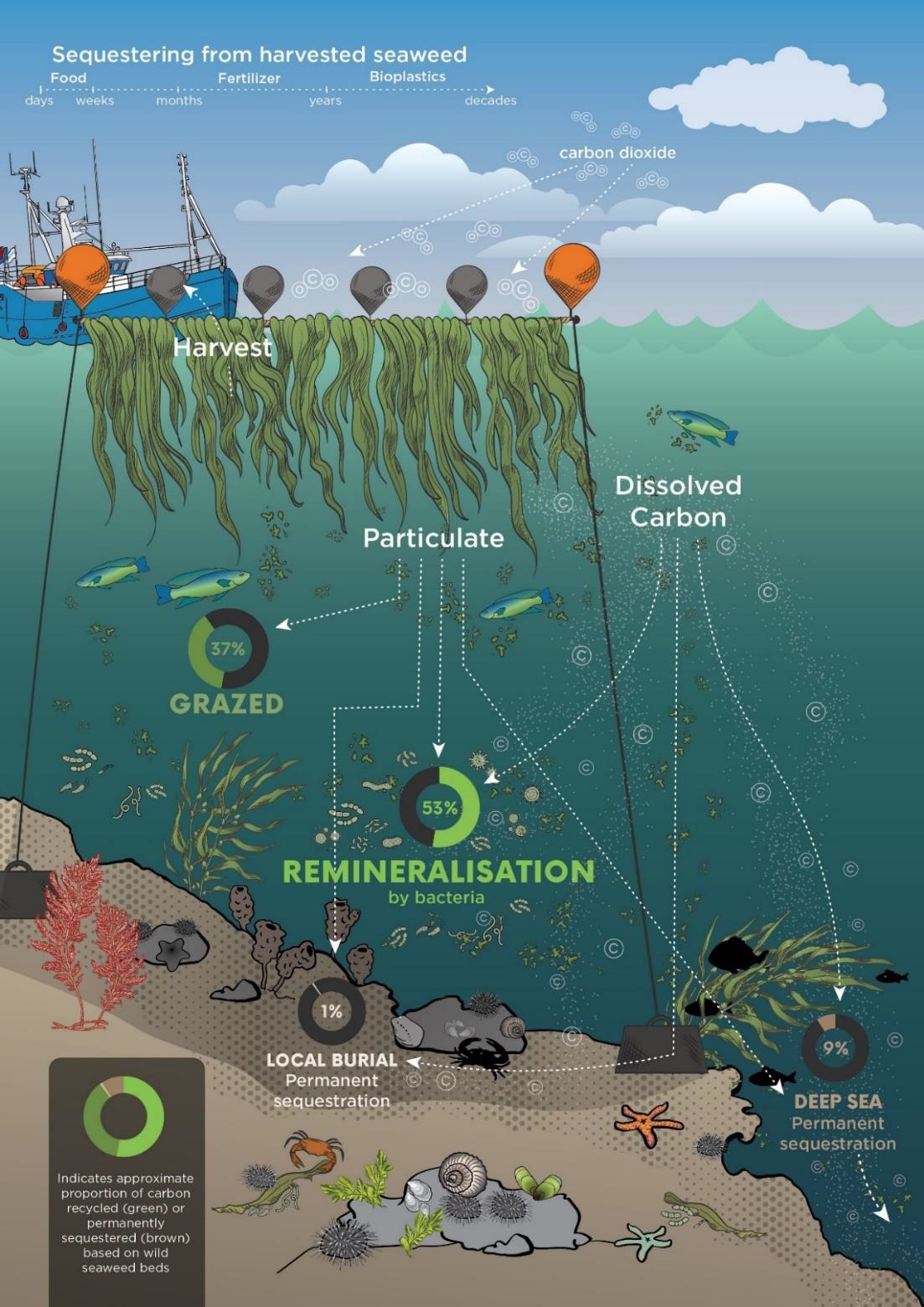 Sustainable Seas 2021: Environmental effects of seaweed wild-harvest 
and aquaculture report