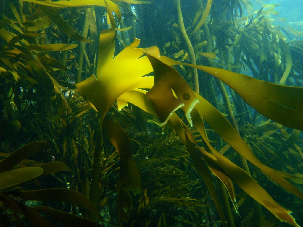 Dense kelp forest with understorey Wikimedia Commons User: (WT-shared) Pbsouthwood at wts wikivoyage Peter Southwood